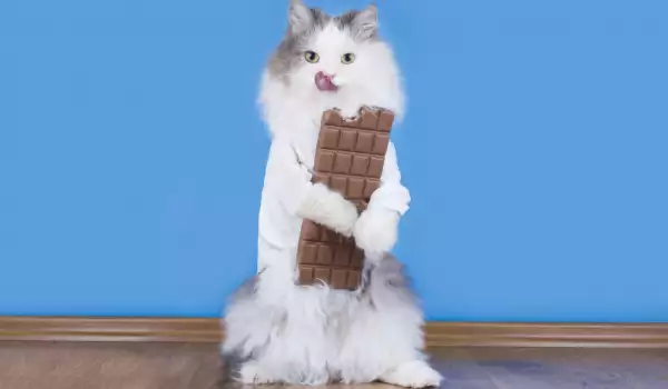 Шоколадът не е полезна храна за котките