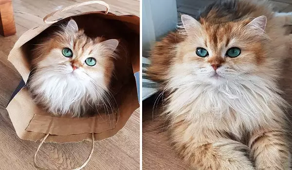 Смути е най-красивата котка в света