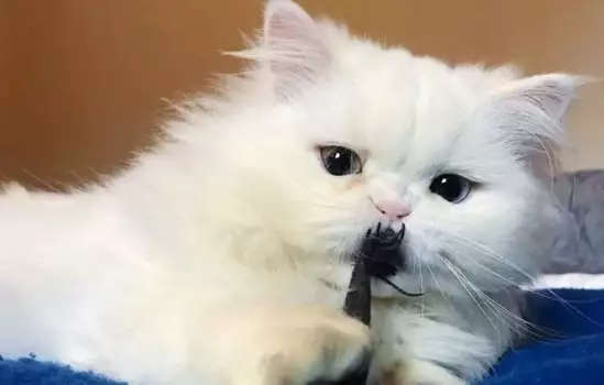 Никой не искаше болната и мърлява Снежанка. Но сега всички я обожават!