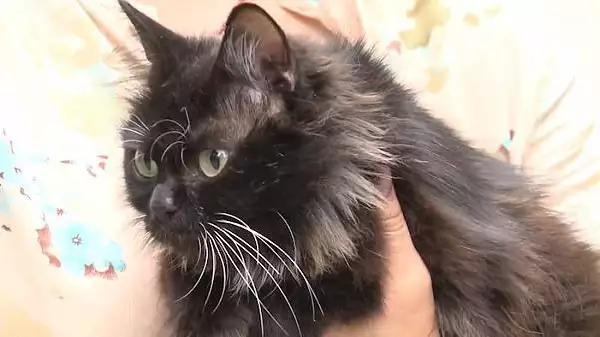 Котка стана майка на осем таралежчета в Русия