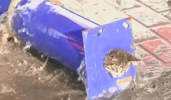 Огнеборци спасиха коте, заклещено в тръба