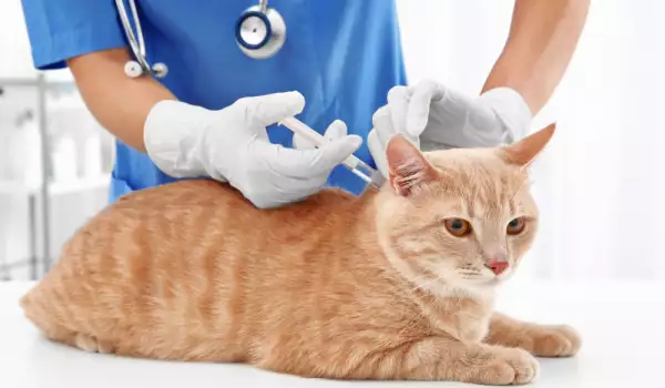 ваксинация на котка
