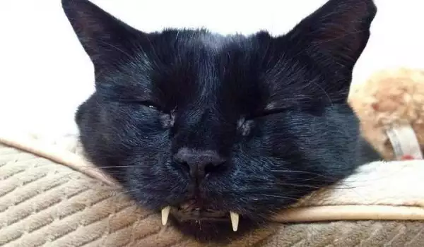 Котка Вампир
