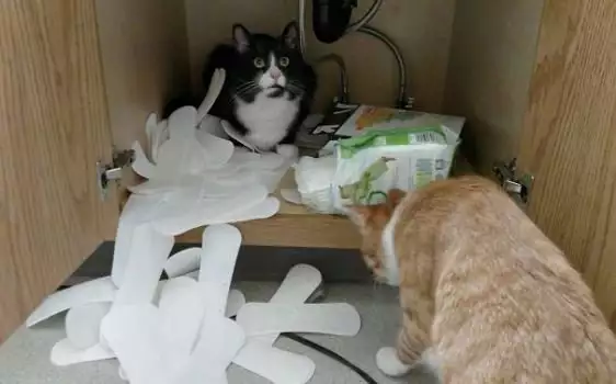 Смях до пръсване: Котките, които обичат да нарушават правилата