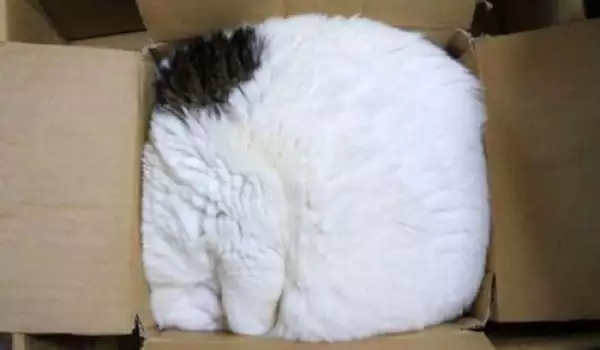 Няма такъв смях! Снимки на котки, излегнали се на неподходящи места