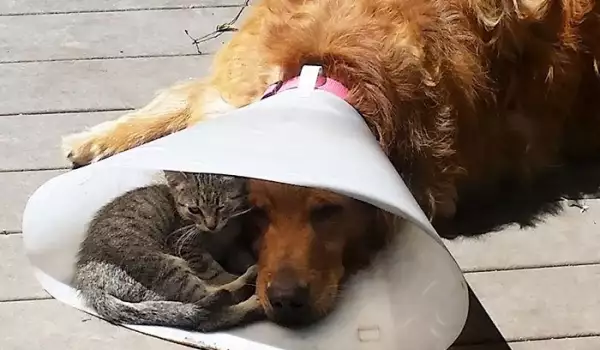 Няма такъв смях! Снимки на котки, излегнали се на неподходящи места