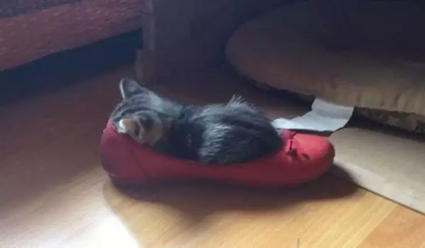 Няма такъв смях! Снимки на котки, излегнали се на неподходящи места
