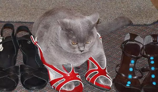 Няма такъв смях! Снимки на котки, излегнали се на неподходящи места