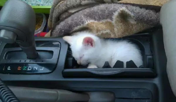 Няма такъв смях! Снимки на котки, излегнали се на неподходящи места