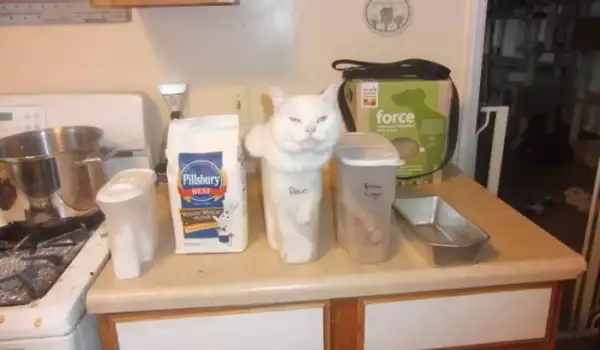 Няма такъв смях! Снимки на котки, излегнали се на неподходящи места