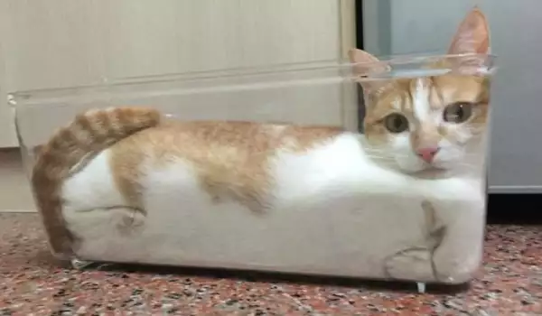 Няма такъв смях! Снимки на котки, излегнали се на неподходящи места