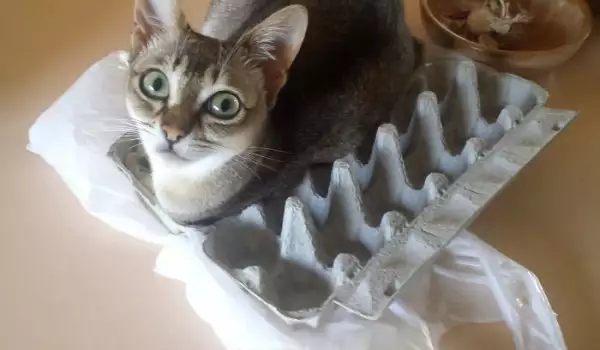 Няма такъв смях! Снимки на котки, излегнали се на неподходящи места