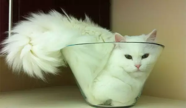 Няма такъв смях! Снимки на котки, излегнали се на неподходящи места