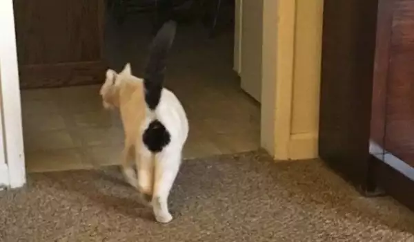 Коте с вежди