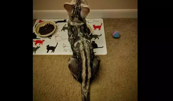 Коте с вежди