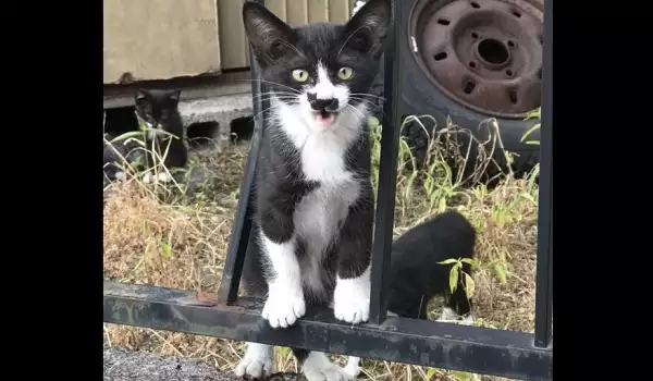 Коте с вежди