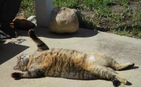 В Световния ден на мързела: Вижте най-ленивите котки (ГАЛЕРИЯ)