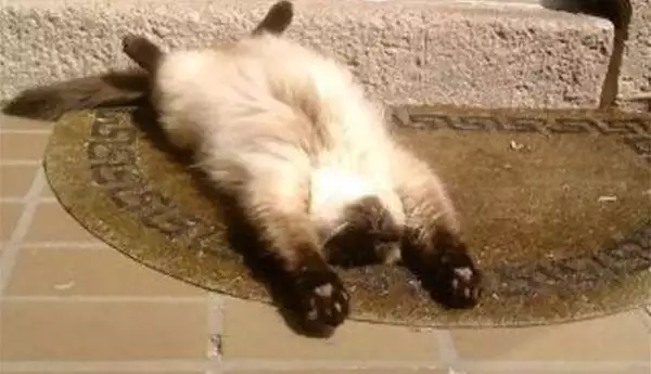 В Световния ден на мързела: Вижте най-ленивите котки (ГАЛЕРИЯ)