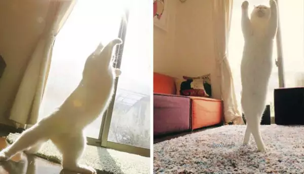 Забавни снимки на котки, които си правят слънчеви бани