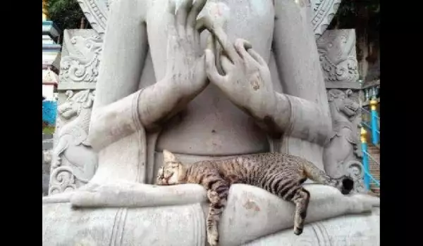 Забавно! Котки, които използват известни статуи за спалня