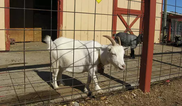 Тези снимки ще ви докажат, че козите са зли гении