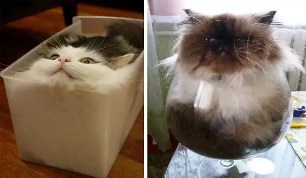 Най-шантавите места, на които се крият котките (СНИМКИ)