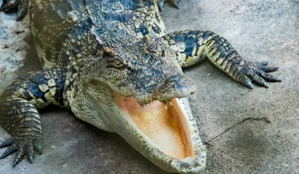 Като в хорър: Крокодил нападна спящ лагерник в Австралия