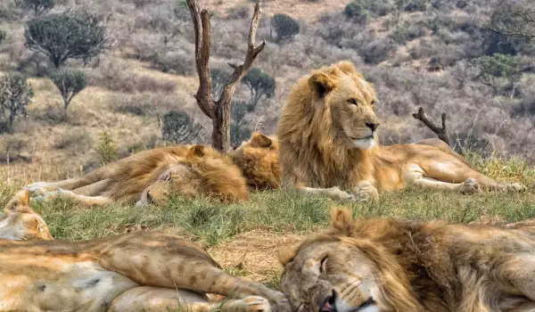 Убиха лъвове-бегълци от национален парк в ЮАР
