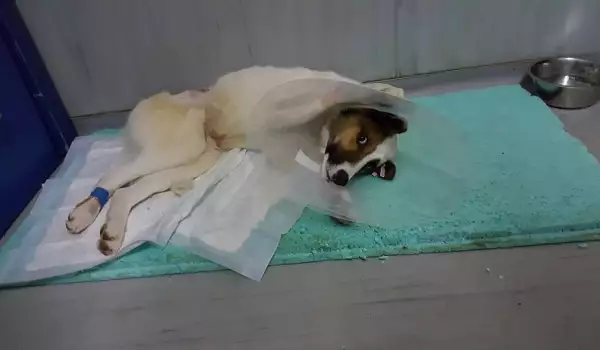 Кучето Борил