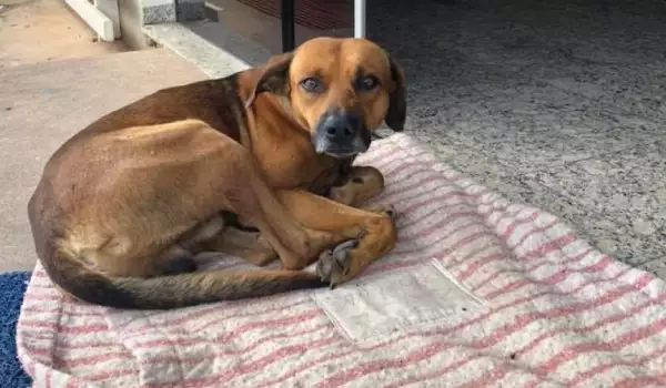 Предано куче чака с месеци починалия си стопанин пред болница