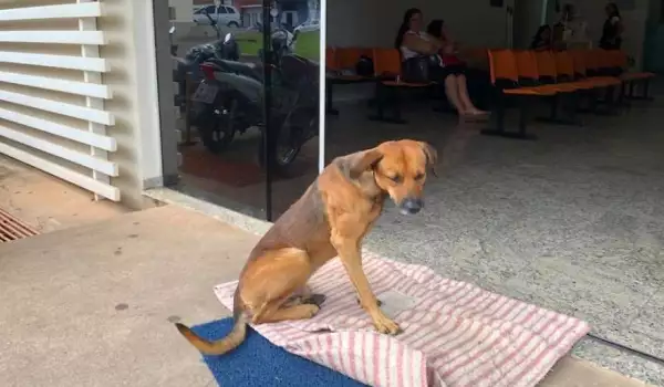 Предано куче чака с месеци починалия си стопанин пред болница