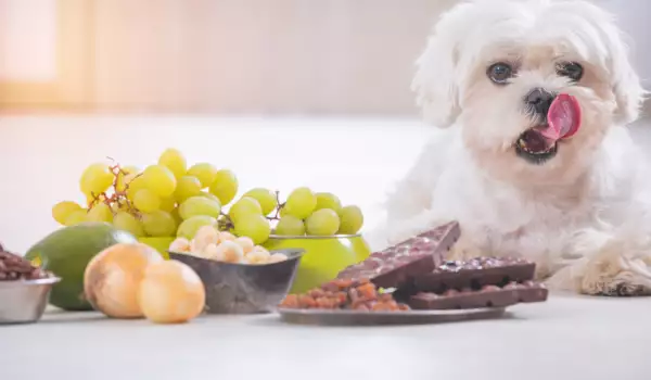 Кучетата ядат плодове