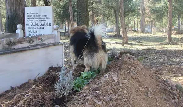 Опечалено куче посещава всеки ден гроба на стопанина си
