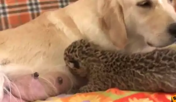 Куче стана бавачка на новородено леопардче в Русия