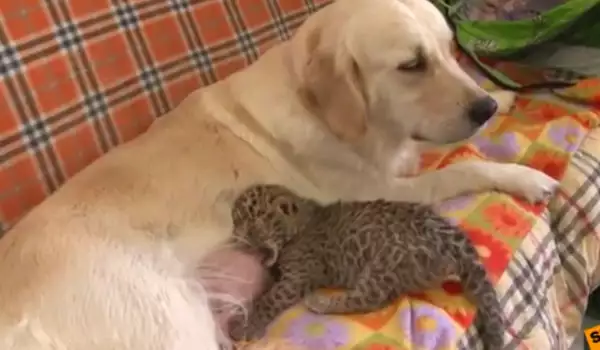 Куче стана бавачка на новородено леопардче в Русия