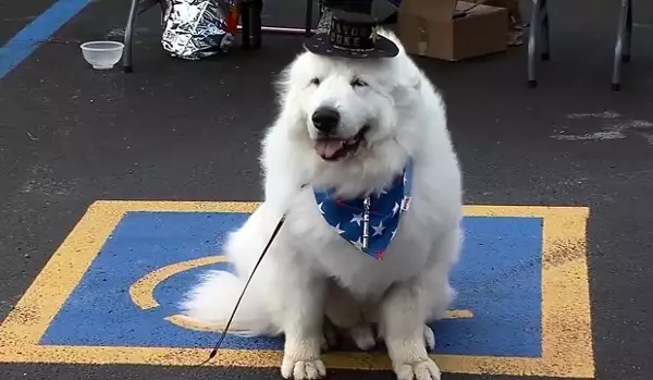 Куче беше избрано за почетен кмет на американско село