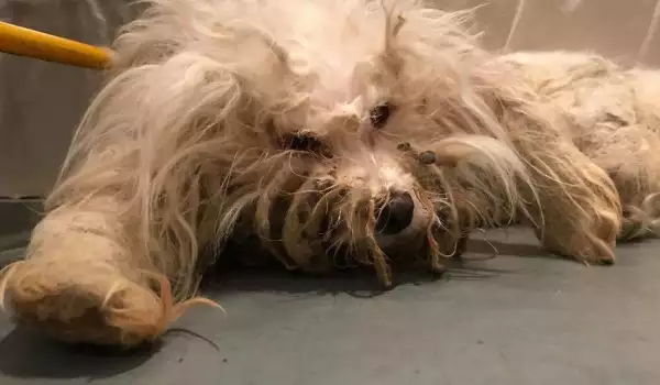 Занемарено куче беше освободено от сплъстената си козина! Вижте щастието му