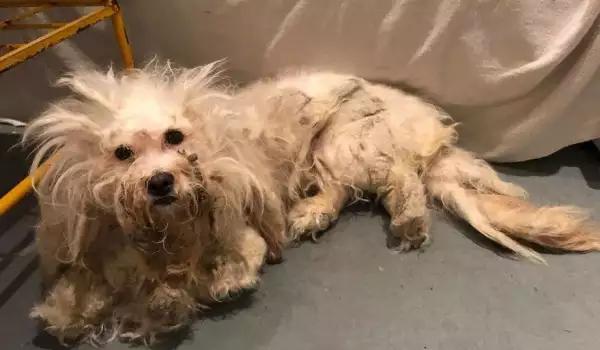 Занемарено куче беше освободено от сплъстената си козина! Вижте щастието му