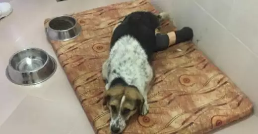 Евтаназират кучето с отрязани лапички, намерено в Пазарджик