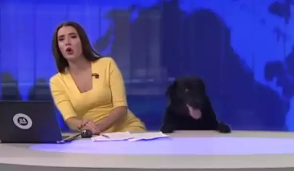 На живо: Куче изкара акъла на новинарка в Русия