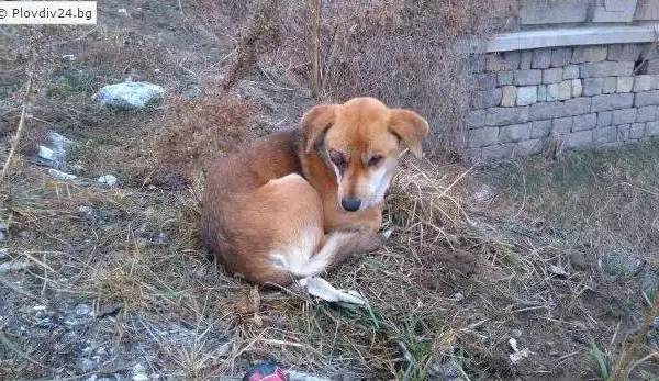 Жестоко осакатено куче от Пловдив има нужда от вашата помощ