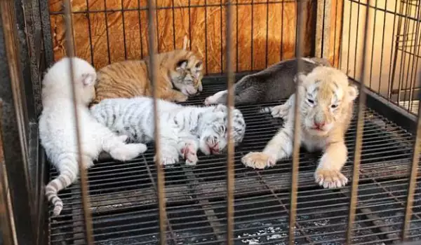 Куче кърми тигърчета, изоставени от майките си