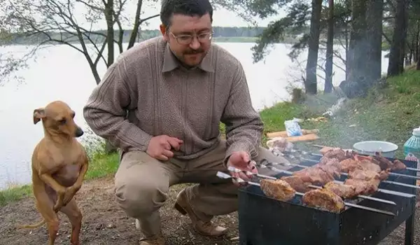 Забавни снимки на кучета, които нямат търпение да похапнат