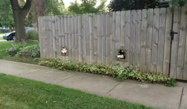 Дворни кучета получиха специална ограда, за да се виждат с приятелите си