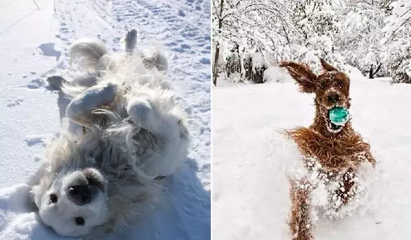 Тези кучета са луди по снега! (СНИМКИ)