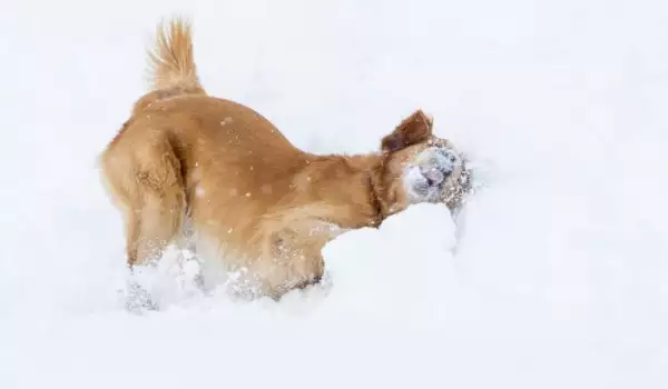 Тези кучета са луди по снега! (СНИМКИ)