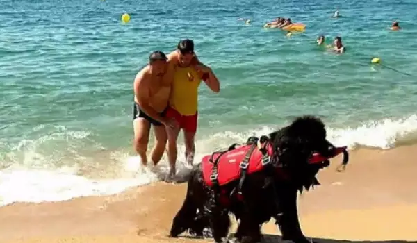 Кучета-спасители в Барселона