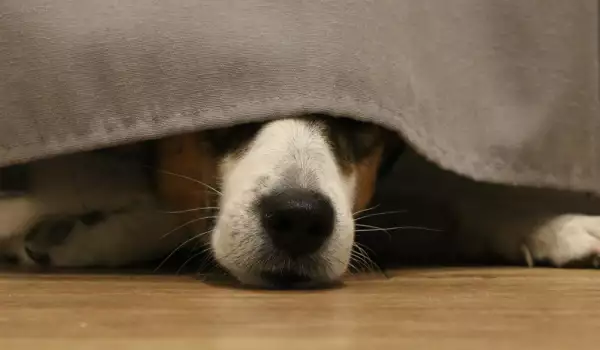 Кучето се крие под леглото, когато е изплашено