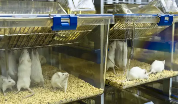 Лабораторни мишки