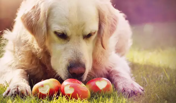 Могат ли кучетата да ядат ябълки